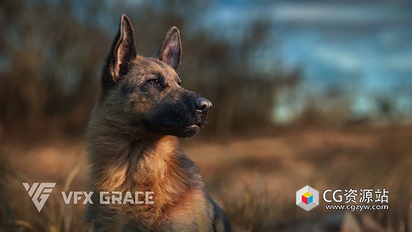 Blender逼真德牧犬绑定动画3D模型 German Shepherd Animation