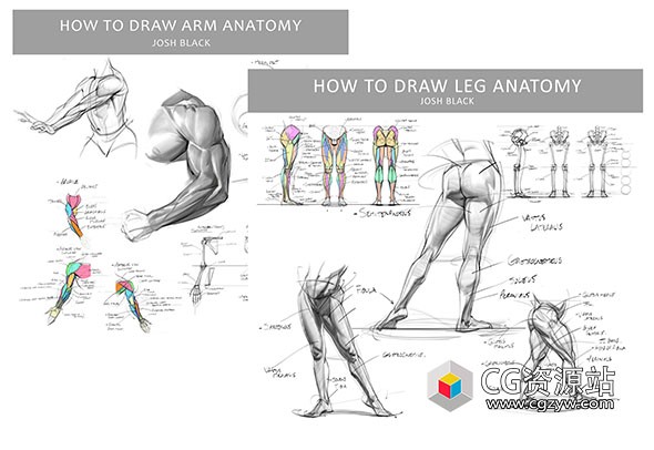 PS腿部和手臂解剖绘画视频教程+笔刷+中文字幕 Gumroad – Josh H Black – Legs and Arms Anatomy Bundle